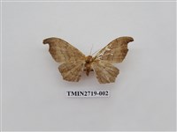 藏品(尺蛾270)的圖片